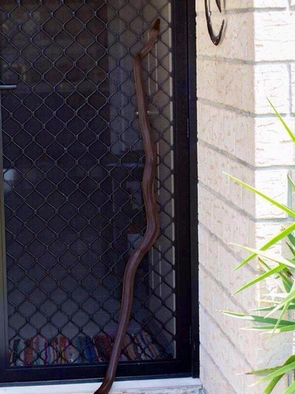6. Avustralya'daki tel örgülü kapılar sadece sinekler için değil, aynı zamanda da yılanlar için.
