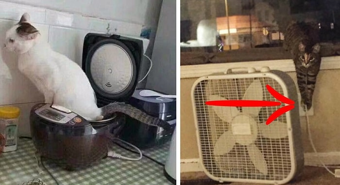 "Вот ведь маленькие бармалеи!": фото, которые докажут, что коты - те еще наглецы