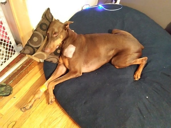 9. Сейчас Купер проходит лазерную терапию, которая должна помочь в улучшении мобильности добермана.