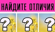 Тест: проверьте вашу внимательность к деталям, найдя отличия между этими картинками