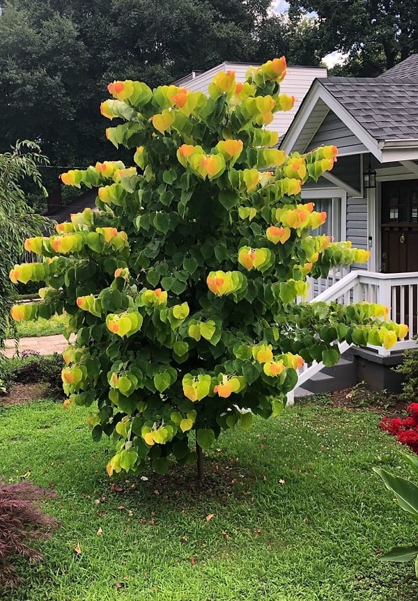 6. Фото не размыто, так растёт дерево багрянник канадский 😱