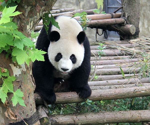 8. Животное, к счастью, не успело пострадать.