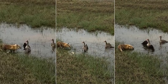 Yavrularını Tilkinin Saldırısından Koruyan Kaz Ailesi