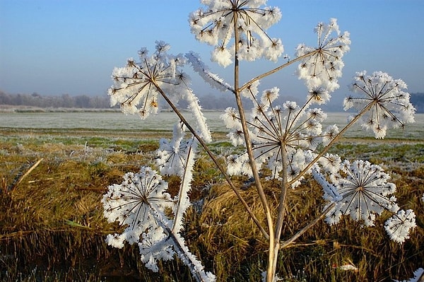 7. Каким будет урожай на следующий год, если в день Мирона Ветрогона, 21 августа, появляется иней с утра?