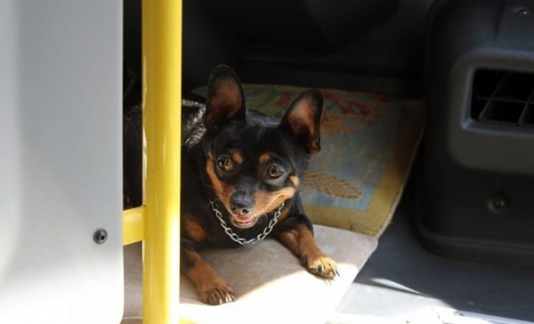 4. В каком городе водитель маршрутки возит с собой собачку, так как она не может оставаться одна дома?