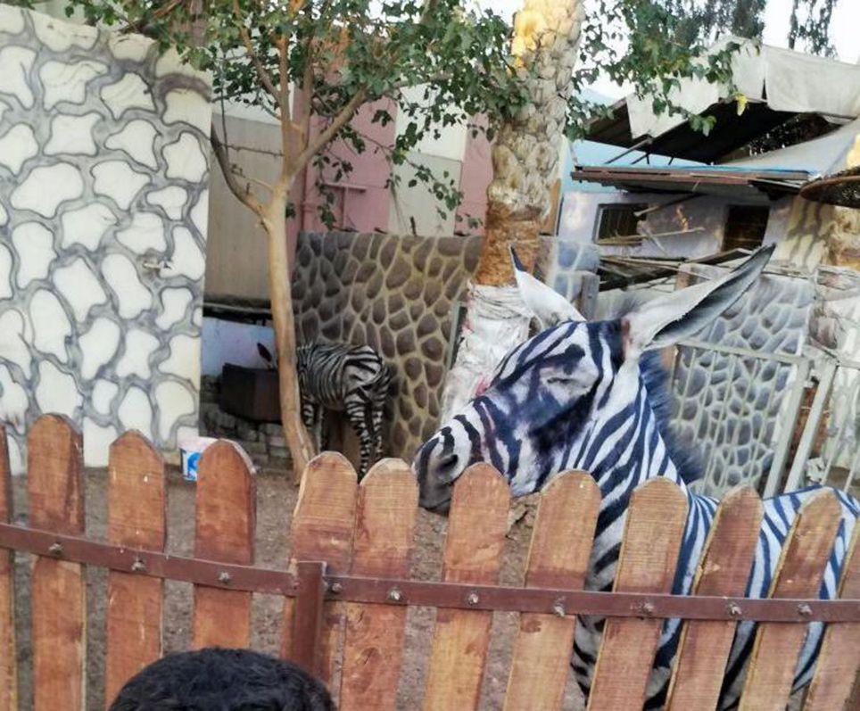 Посетив зоопарк мной были сделаны фотографии животных. Зоопарк в Египте. Ослик раскрашенный под зебру.