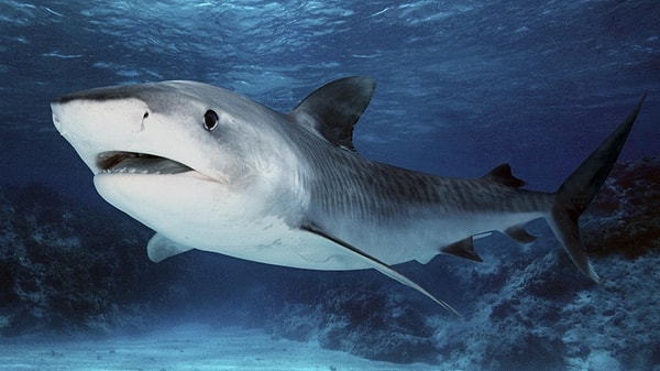 Акула!