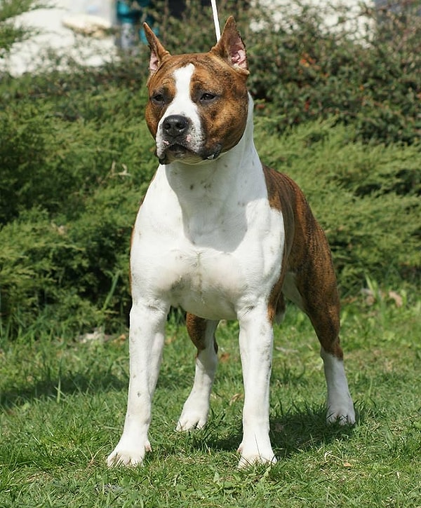 Ошибка! Это далеко не самая дорогая порода...