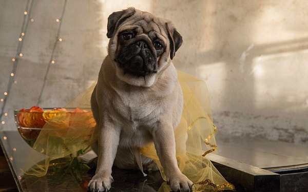 Ошибка! Это далеко не самая дорогая порода...