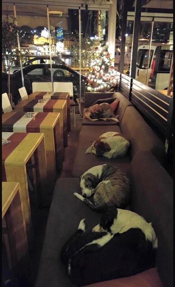 20. Yunanistan'daki bu kahveci geceleri sokak köpeklerinin içeride uyumasına izin veriyor.