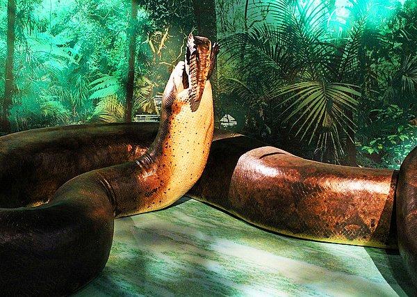 12. Titanoboa, Dünya üzerinde şu ana kadar yaşamış en uzun yılan.