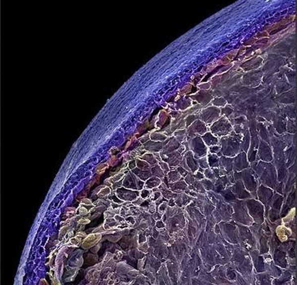 7. На что это похоже больше?