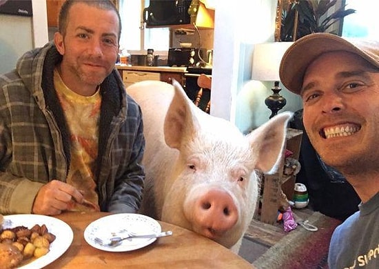 Свинья, слон и олень, или Животные, которые не должны были стать домашними, но стали