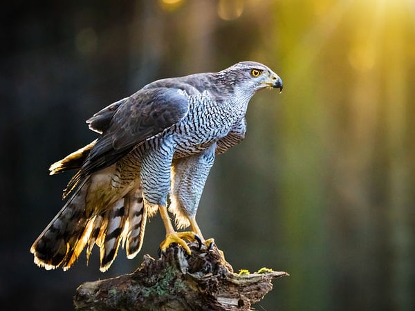 Ваша душа - результат реинкарнации души животного