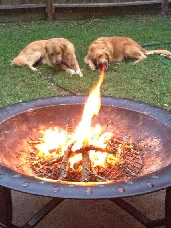 11. Ateş üfleyen köpek