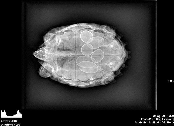 6. Hamile bir kaplumbağanın röntgen filmi.
