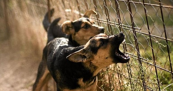 9. Безымянные собаки