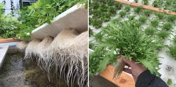 6. В этом ресторане в Сан-Франциско есть аквапоничная теплица, которая превращает отходы в пищу для рыб, а те, в свою очередь, "вырабатывают" удобрения для овощей и трав