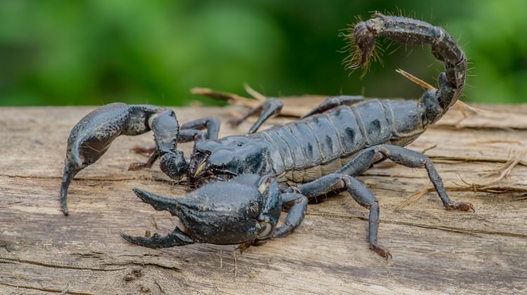 dusmanlar ortaya cikabilir ruyada akrep gormek ne anlama gelir dusmanlar ortaya cikabilir ruyada akrep gormek ne anlama gelir