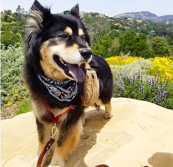 10. А это пушистое создание является результатом скрещивания пород хаски и чау-чау