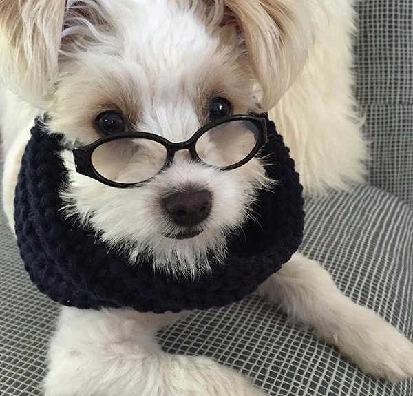 13. И напоследок, знакомтесь, это чипу: результат скрещивания чихуахуа и пуделя! 😍😍😍