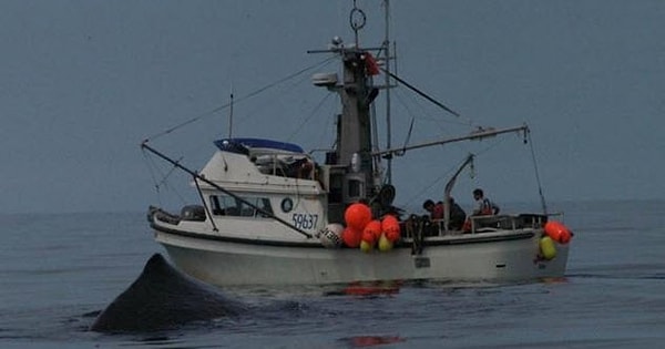 5. Кашалоты, крадущие рыбу