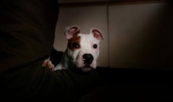 8. Собака, выстрелившая в хозяина