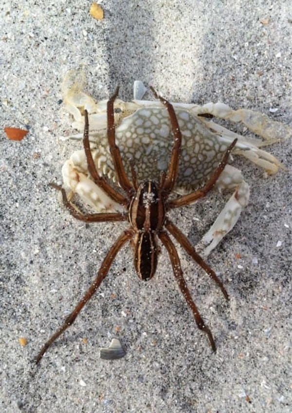 3. Вот вы приходите на пляж, ни о чём плохом не думаете, а тут...