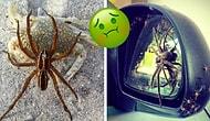 Фото, которые лучше не смотреть тем, кто боится пауков до потери сознания