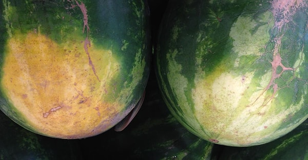 5. Можно ли покупать арбузы со светлым пятном на боку?