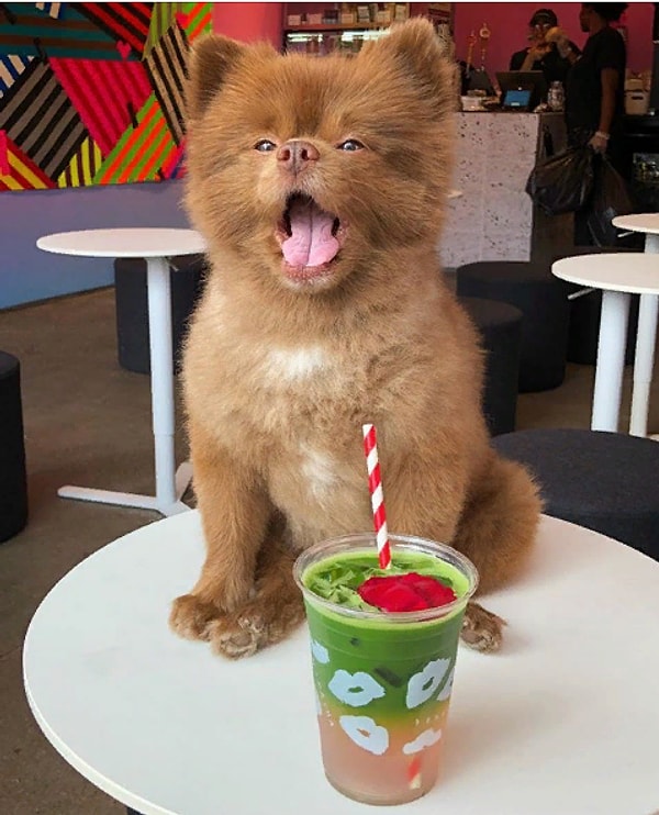 5. Согласно записи под фото, это хэллоуинский костюм для собаки: