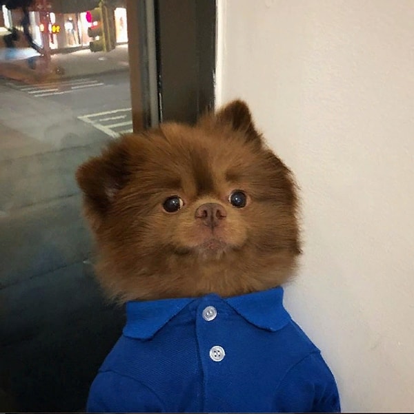 8. Похоже, Берти выигрывает в номинации за лучший костюм еще до начала хэллоуинского сезона 2018. А вы как думаете?