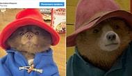 В Instagram появился померанский шпиц, который выглядит как медведь Паддингтон. Что может быть милее?