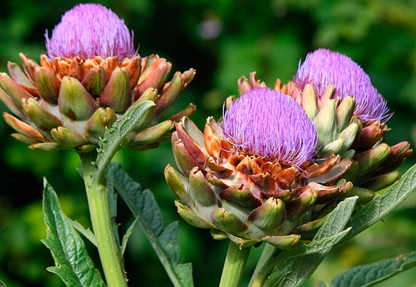 7. Что из этого является фактически съедобным цветком растения?