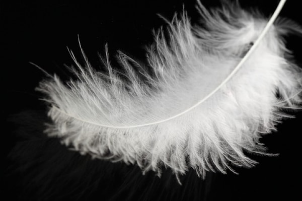 1. Символом чего было белое перо в годы Первой мировой войны?