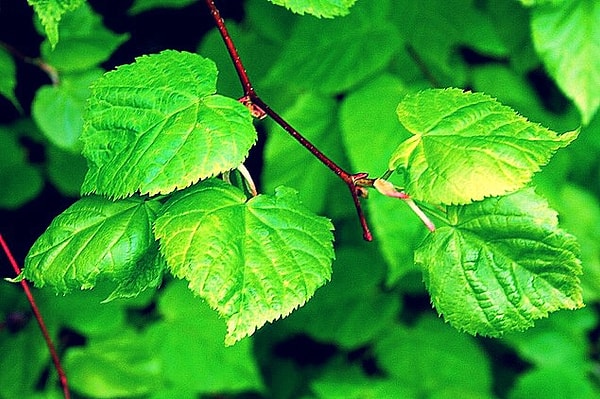 3. Как насчет этой сочной зеленой листвы? С какого она дерева?