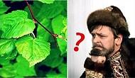 Тест: Каковы ваши знания о природе России?