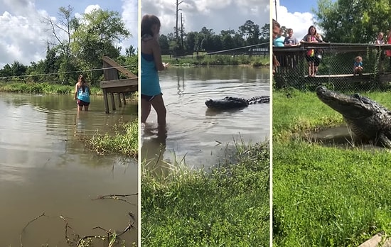Devasa Timsahı Sülalesi Rahat Bir Şekilde Besleyen Yürek Yemiş Kadın
