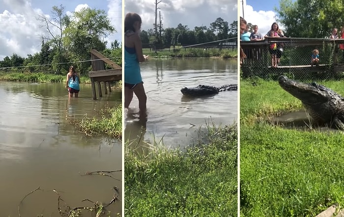 Devasa Timsahı Sülalesi Rahat Bir Şekilde Besleyen Yürek Yemiş Kadın