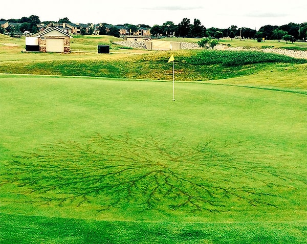 10. А вот какие следы остаются на газоне, если в него попадает молния.