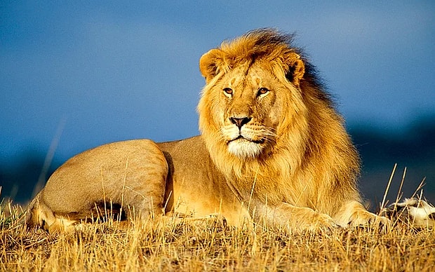 Aslan