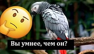 Умнее ли вы попугая? Тест, который поможет выяснить это