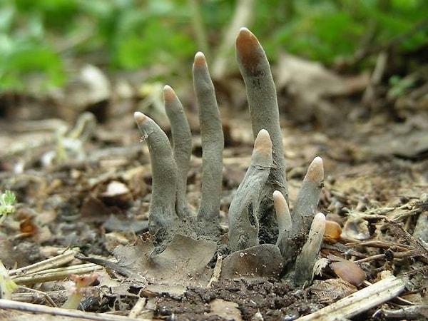 2. İnanılmaz benzerliğinden dolayı Ölü Adamın Parmakları olarak bilinen bir mantar türü; Xylaria Polymorpha,