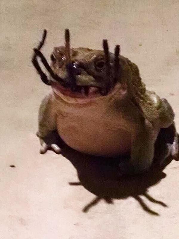 10. Örümcek yiyen bir kurbağa.