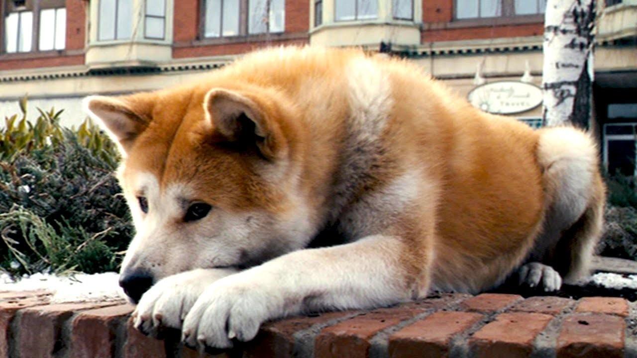 Циги - собака, продолжавшая охранять кладбище после смерти своего хозяина
