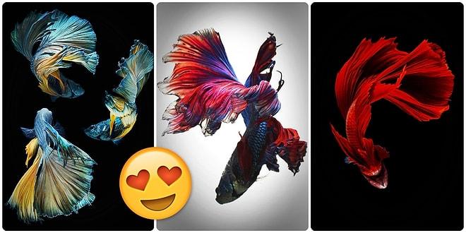 Karşınızda Uçan Balıklar! Taylandlı Fotoğrafçının Gözünden Akvaryumların Büyülü Dünyası