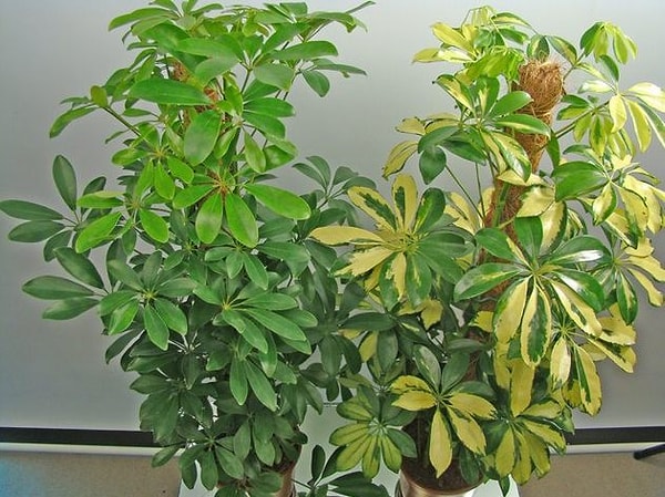 4. Поднапрягите память...