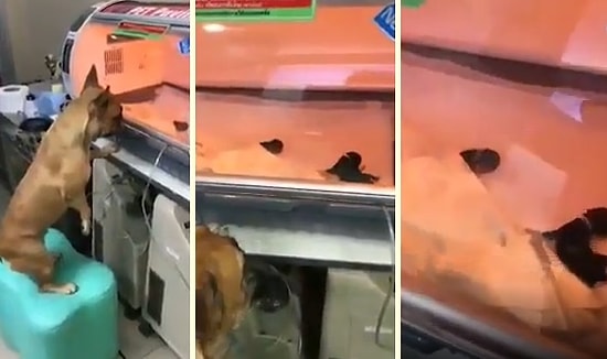 Anne Yüreği Hep Aynı: Prematüre Doğan Yavrusunu İzleyen Anne Köpek