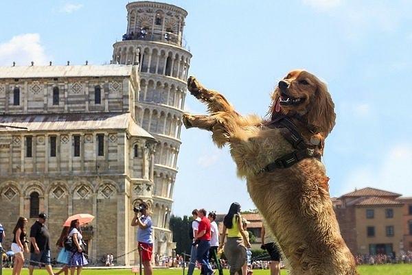 12. İtalya’da bulunan Pisa Kulesi hangi yöne doğru eğilmekte?