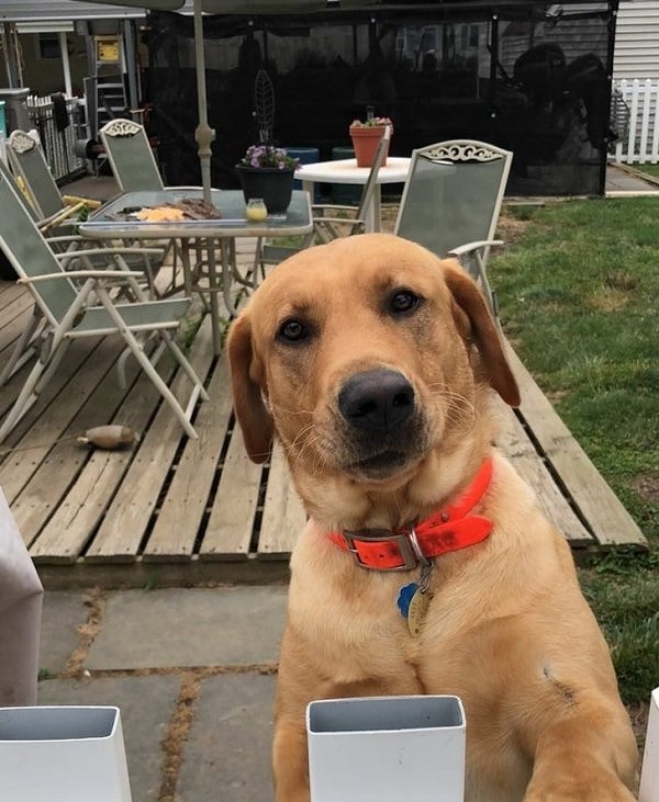 5. Чудесный сосед мужчины, который недавно переехал в новый дом.